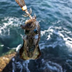 2020 佐渡ヶ島エギング 7回目