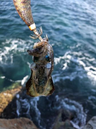 2020 佐渡ヶ島エギング 7回目