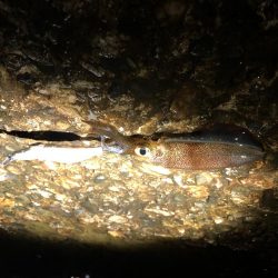 夕方からランガンエギング