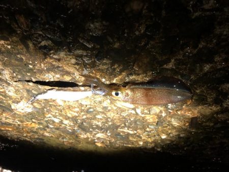 夕方からランガンエギング