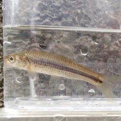 近所の水路で入れ食いを楽しむ(6)