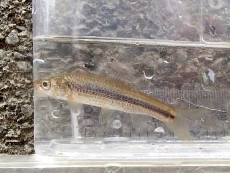 近所の水路で入れ食いを楽しむ(6)