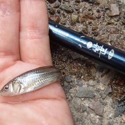 近所の水路で入れ食いを楽しむ(7)