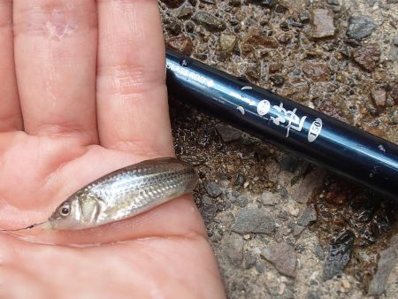 近所の水路で入れ食いを楽しむ(7)