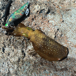 日本海エギング(2020-2)