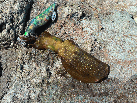 日本海エギング(2020-2)