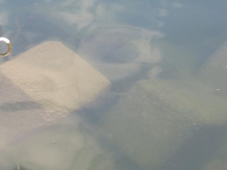 よく肥えたモロコ