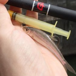 近所の水路で入れ食いを楽しむ(8)＋α