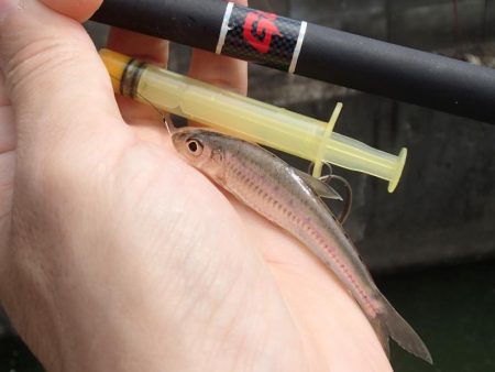 近所の水路で入れ食いを楽しむ(8)＋α