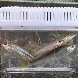 五目達成 ～小物釣り～