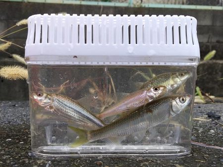 五目達成 ～小物釣り～