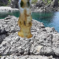 アオリイカ探して