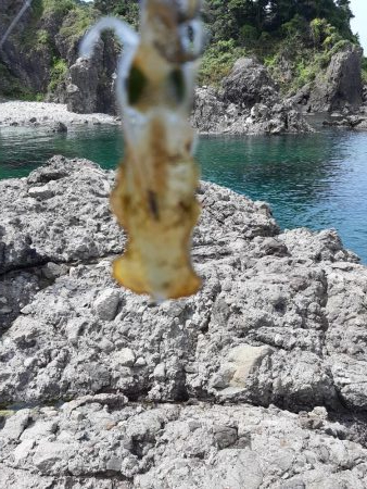 アオリイカ探して