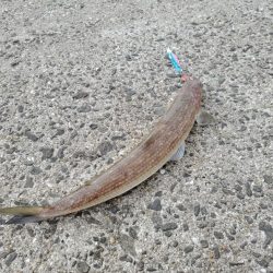 ボウズよりはマシか…。