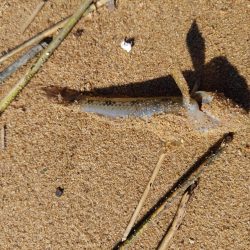 ハゼ4匹釣れましたGET