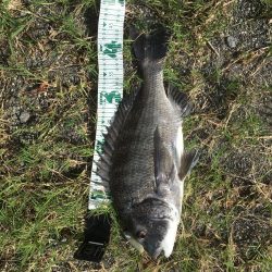 朝マズメのチヌ連続ライド!