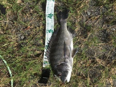 朝マズメのチヌ連続ライド!