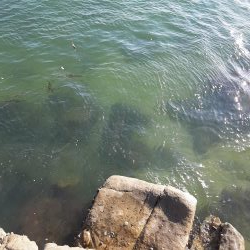 帰省中にエギング