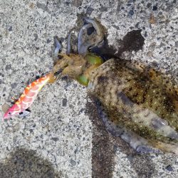 秋アオリでキロアップ