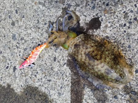 秋アオリでキロアップ