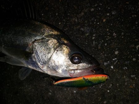 夜練釣行