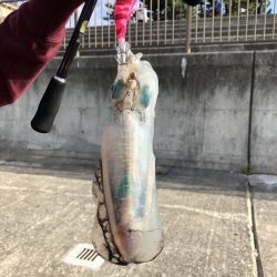 アオリイカ狙い