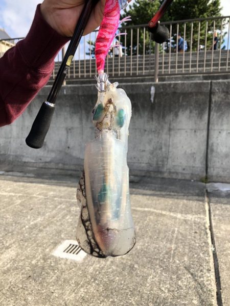 アオリイカ狙い