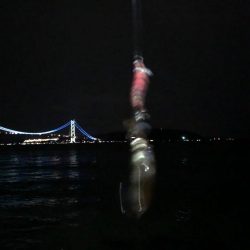 今年の初アオリ