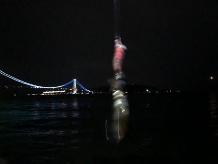 今年の初アオリ