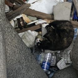 なんともいえない