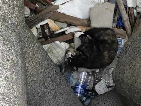 なんともいえない