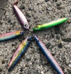 久しぶりの青物