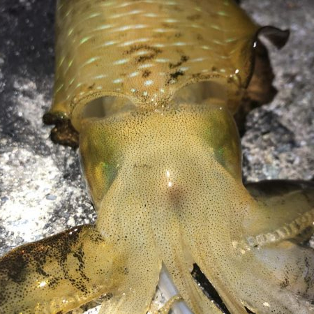 2020 佐渡ヶ島エギング 13回目