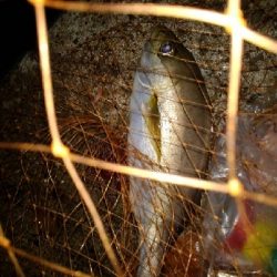 9/22釣果尺イサキ釣れました!