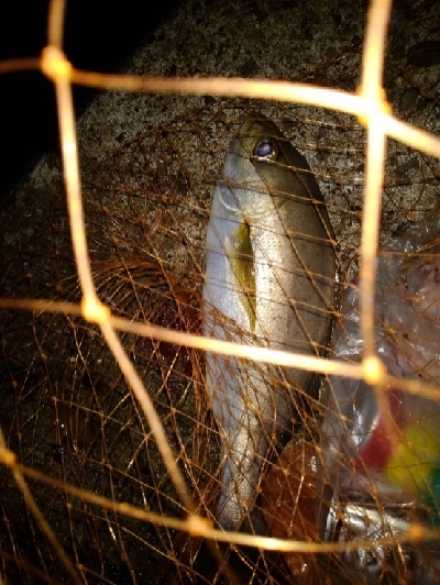 9/22釣果尺イサキ釣れました!