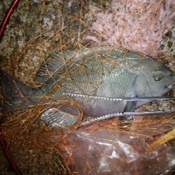 9/25釣果グレ37センチナミフエダイ