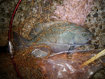 9/25釣果グレ37センチナミフエダイ