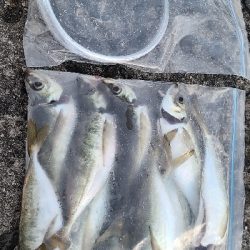 でかアジ、太刀魚狙い