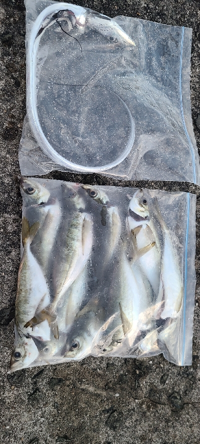 でかアジ、太刀魚狙い