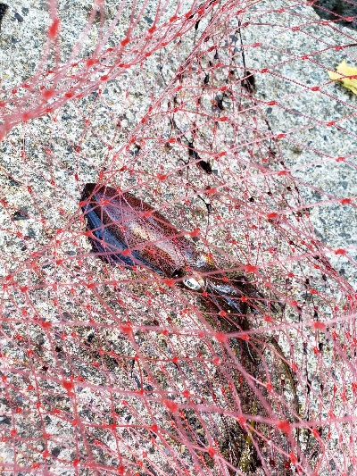 残暑のこる日本海でアコウを。。