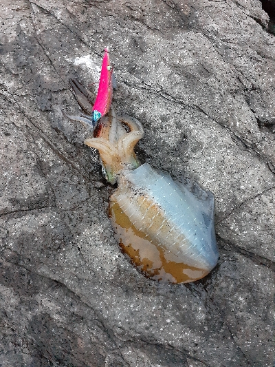 秋アオリイカ調査隊