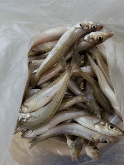 前回のリベンジ！