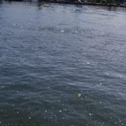 サバゲーで癒された