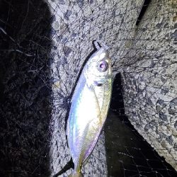 ワインド、アジング