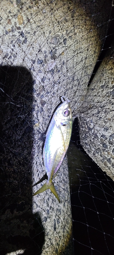 ワインド、アジング