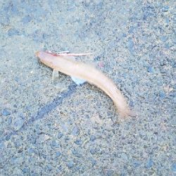 イカじゃなくてイルカ・・・