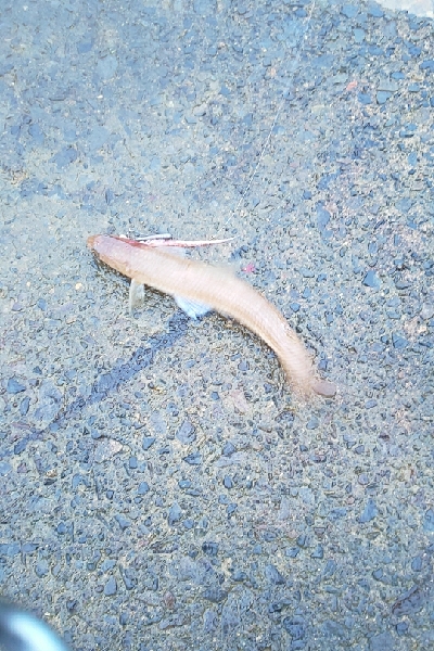 イカじゃなくてイルカ・・・