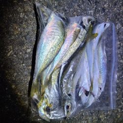 アジと太刀魚狙い。