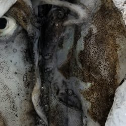 イカからタチウオ