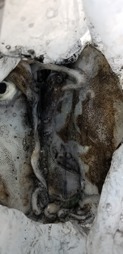 イカからタチウオ